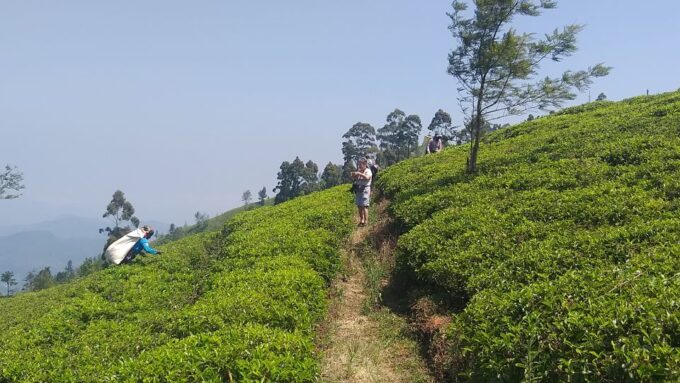 The Pekoe Trail, Stage 16, Trekking From Ella to Demodera - Frequently Asked Questions