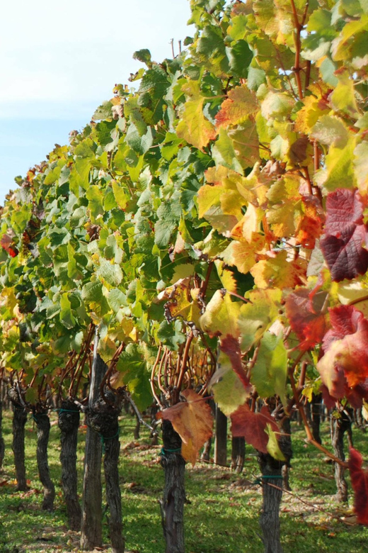 The Penedès: Cava Winery Small Group Tour - Key Points