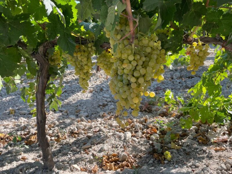The Port of Saint Mary Winery and Tasting - Highlights
