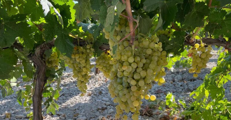 The Port of Saint Mary Winery and Tasting - Inclusions