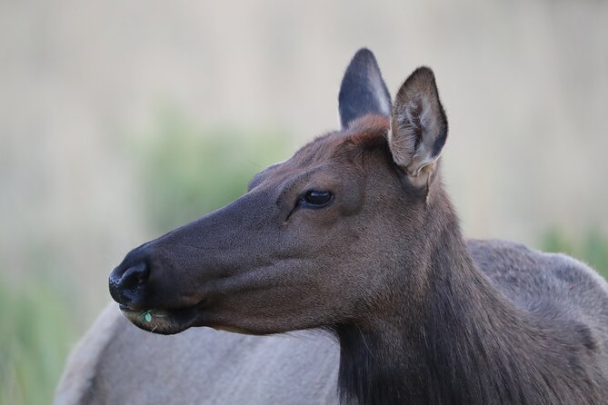 The Premier Wildlife Tours in Rocky Mountain National Park - Off-the-Beaten-Path Excursions