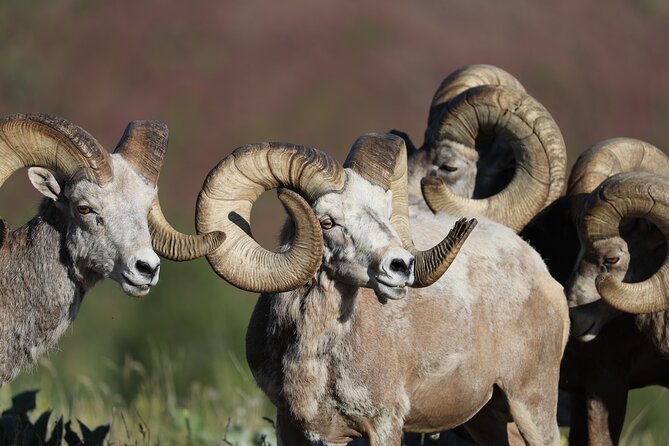 The Premier Wildlife Tours in Rocky Mountain National Park - Flexible Tour Durations