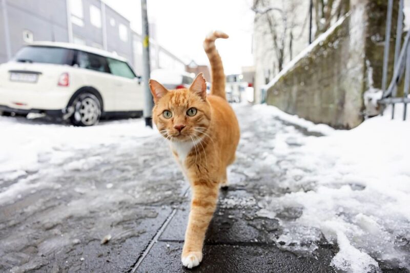 The Private Reykjavik CatWalk - Feline Experiences