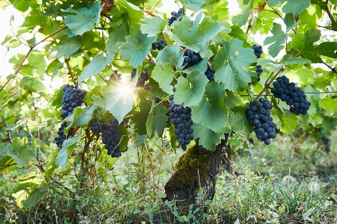 The Private Tasting - Cancellation Policy