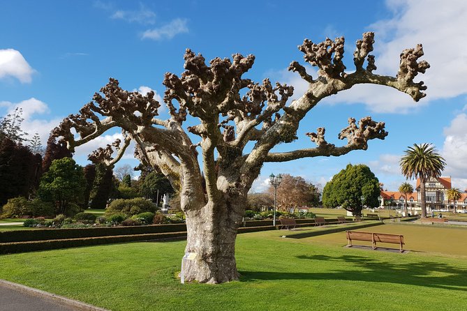 The Quest for the Lost Companion - A Rotorua Adventure - Meeting Point and Parking Details