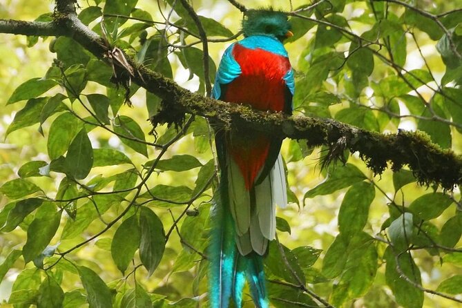 The Quetzal Birdwatching Tour From Guatemala City - Guatemala's National Bird - Key Points