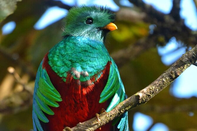 The Quetzal Birdwatching Tour From Guatemala City - Guatemala's National Bird - Exploring the Quetzal Sanctuary