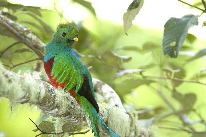 The Quetzal Birdwatching Tour From Guatemala City - Guatemala's National Bird - Guest Reviews and Host Response