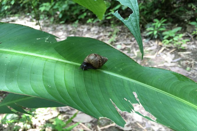 The Rain Forest, Surroundings & Lunch. - Important Information and Recommendations