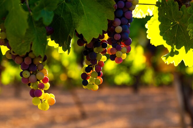 The Real Rioja Explore Tour - Private Experience - Transportation Comfort