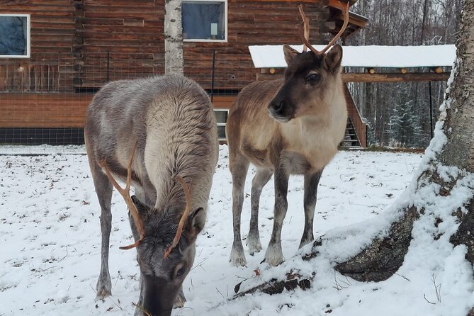 The Reindeer Grove Homestead Tour and Forage - Reviews and Feedback