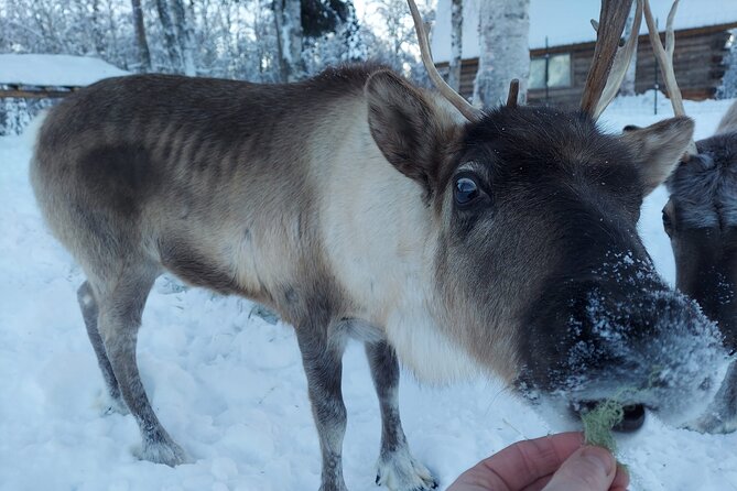 The Reindeer Grove Homestead Tour and Forage - Homestead Favorites and Foraging