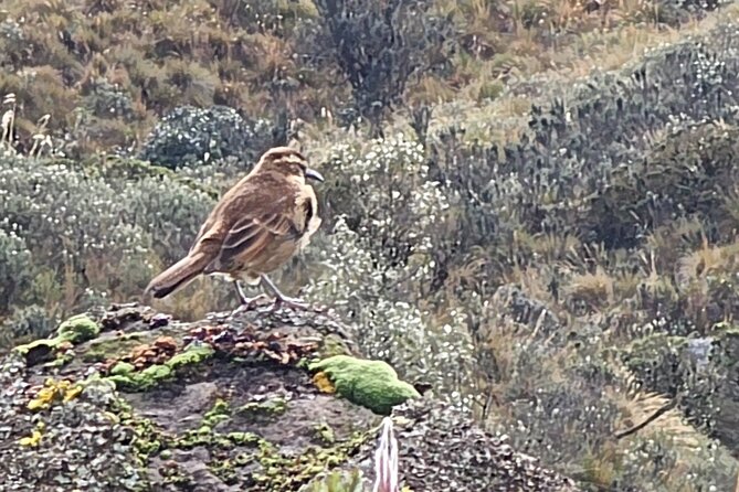 The Rejuvenating Thermal Springs of Papallacta (Private Tour) - Taking in Andean Nature Hikes