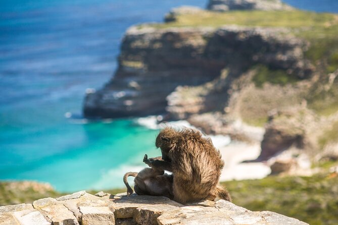 The Road Trip (Cape Point & Penguins) - Private Tour - Customer Reviews