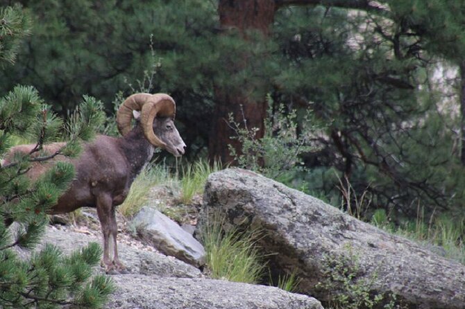 The Rocky Mountain National Park Safari Tour - Tour Overview and Details
