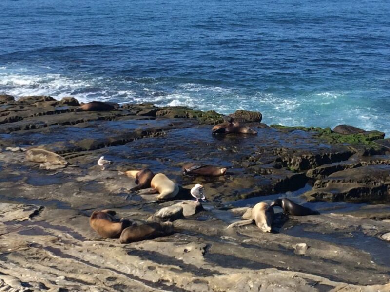 The San Diego Highlights Tour - Itinerary Highlights