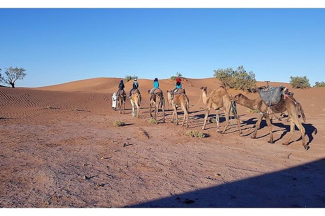 The Secret of the Camel Trekking Desert - Memorable Moments and Reviews