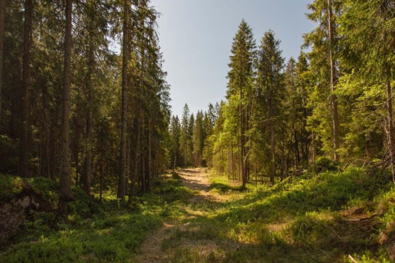 The Spectacular Holmenkollen Walk - Views of Oslofjord