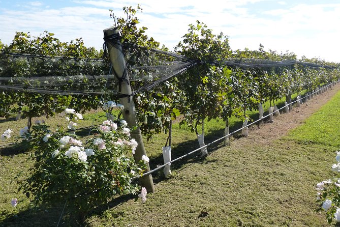 The Start WineTour for 2 People (History and Wines) - Exploring the Wineries