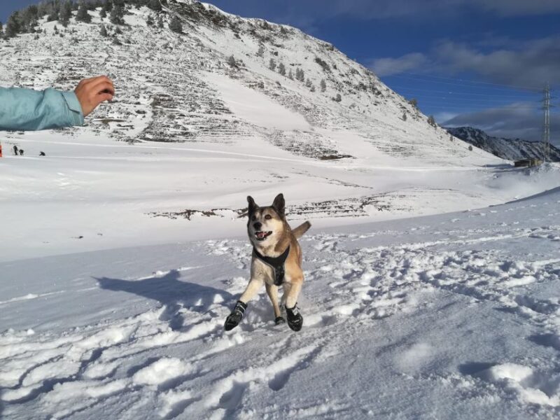 The Stripe: Winter Sources Snowshoe Walk - Key Points