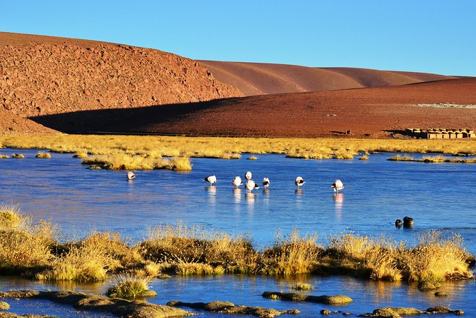 The Tatio Geysers Tour From San Pedro De Atacama - Traveler Feedback