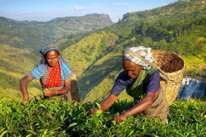 The Tea Hubs of Srilanka - Tour Details