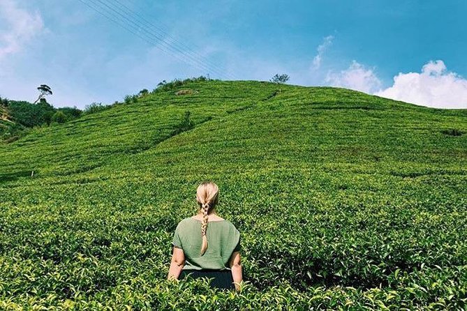 The Tea Hubs of Srilanka - Reviews