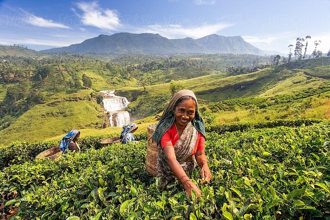 The Tea Hubs of Srilanka - Spice Garden Experiences