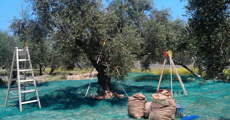 The Terra Creta Olive Oil Experience Tour - Key Points