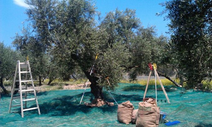 The Terra Creta Olive Oil Experience Tour - Customer Reviews and Ratings