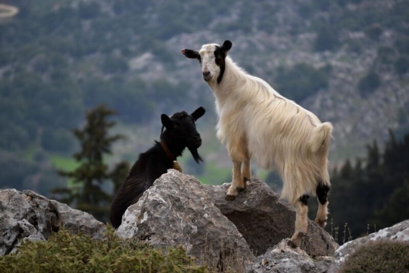 The Theriso Gorge and Village E-Bike Adventure - Scenic Views of Zourva