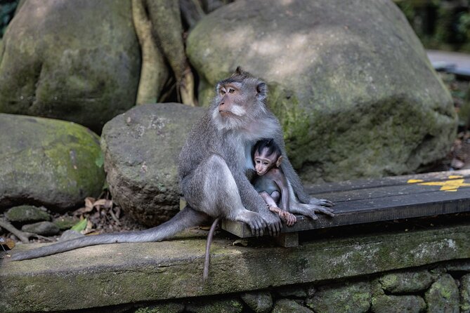 The Three Temples of Bali Half Day Private Tour - Exploring Taman Ayun Temple