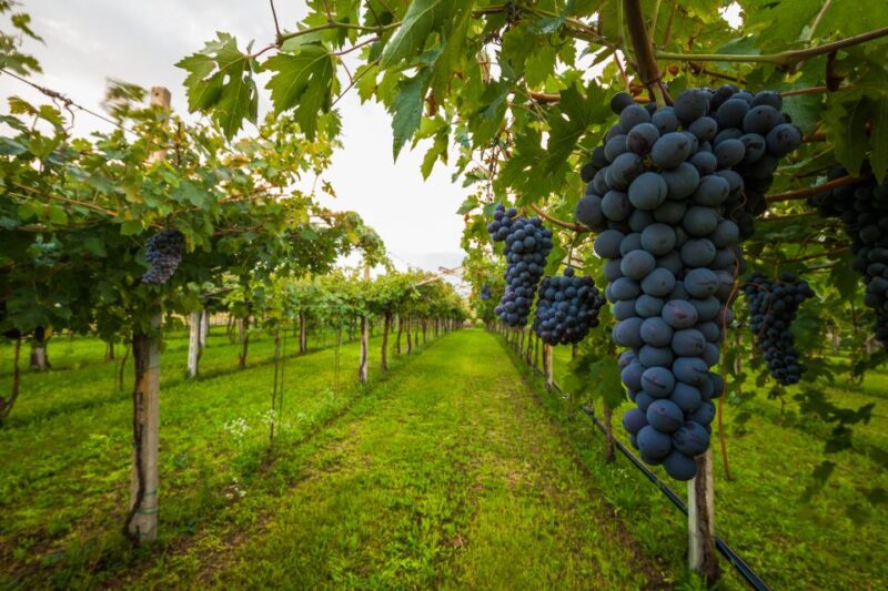 The Town of Fine Towers: San Gimignano and Vernaccia Wine - Itinerary Highlights