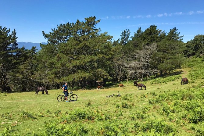 The Train Track Trail Mountain Bike Ride - Private Experience - Suitability and Restrictions