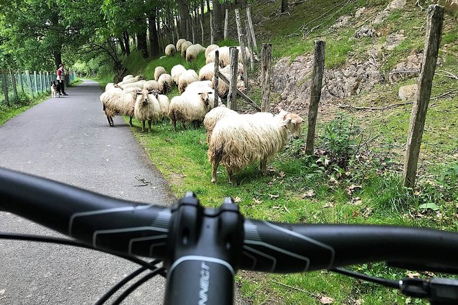 The Train Track Trail Mountain Bike Ride - Private Experience - Customer Reviews
