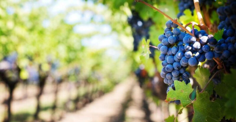 The Treasures of the Nisseno: Oil, Wine, Cheese, and Cuddrireda - Culinary Experiences