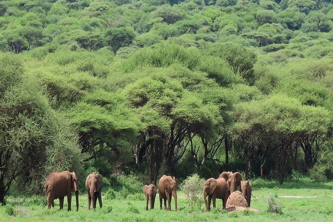 The Ultimate 2 Days Tanzania Safari: A World-Class Experience - Key Points