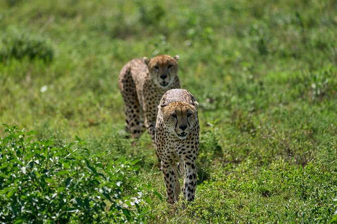The Ultimate 2 Days Tanzania Safari: A World-Class Experience - Itinerary Highlights