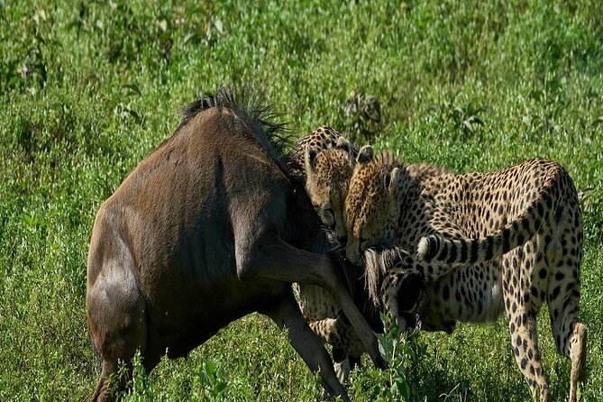 The Ultimate 2 Days Tanzania Safari: A World-Class Experience - Included Services