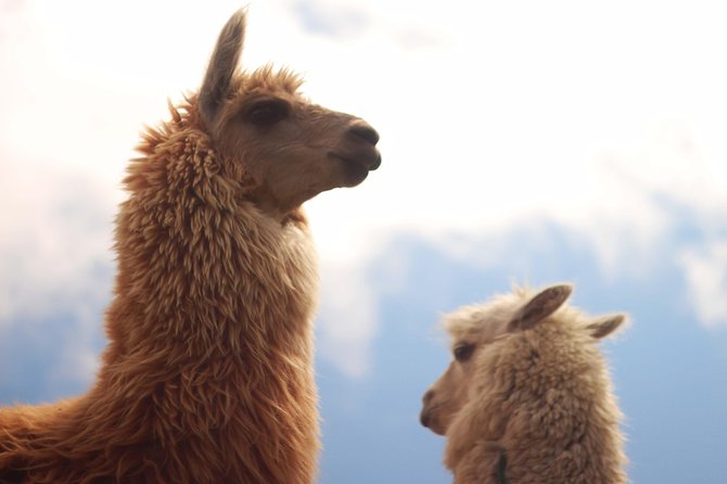 The Ultimate 6 Day Route Through Ecuadors Andes and Amazon Tour - Culinary Delights of Ecuador