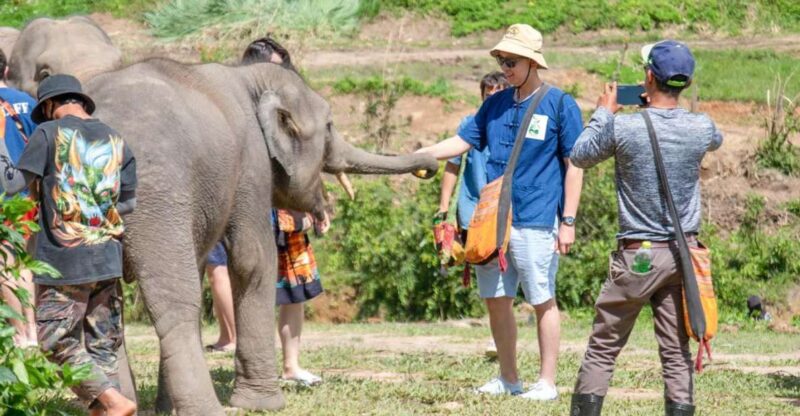 The Ultimate Elephant Experience and Coffee Workshop - Feeding and Bathing the Elephants