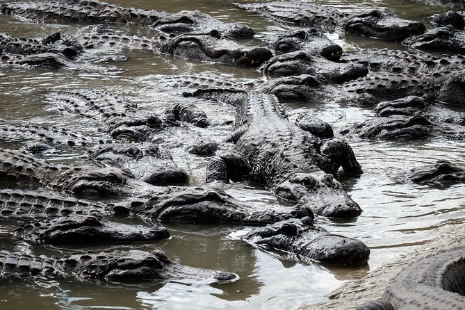 The Ultimate Everglades Airboat, Wildlife Show and Transfer - Additional Information