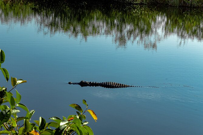 The Ultimate Everglades Airboat, Wildlife Show and Transfer - Pricing and Booking