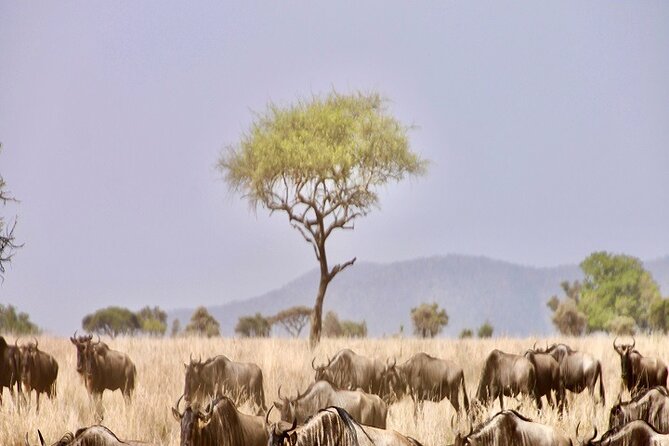 The Ultimate Guide for 2-Day Tanzania Safari From Mwanza - Inclusions and Exclusions