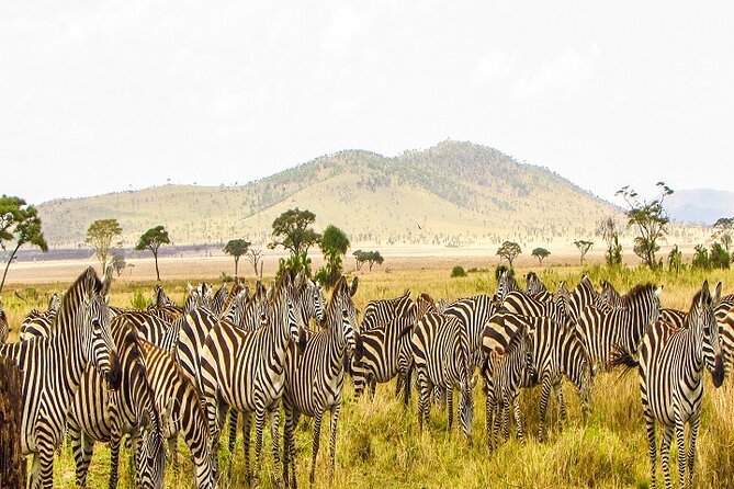 The Ultimate Guide for 2-Day Tanzania Safari From Mwanza - Pickup and Departure Details
