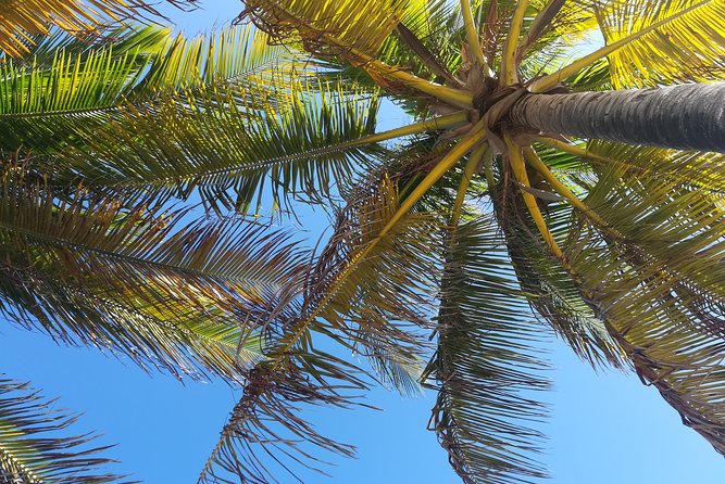 The Ultimate St. Lucian Experience Tour for Cruise Ship Passengers - Traveler Reviews and Ratings