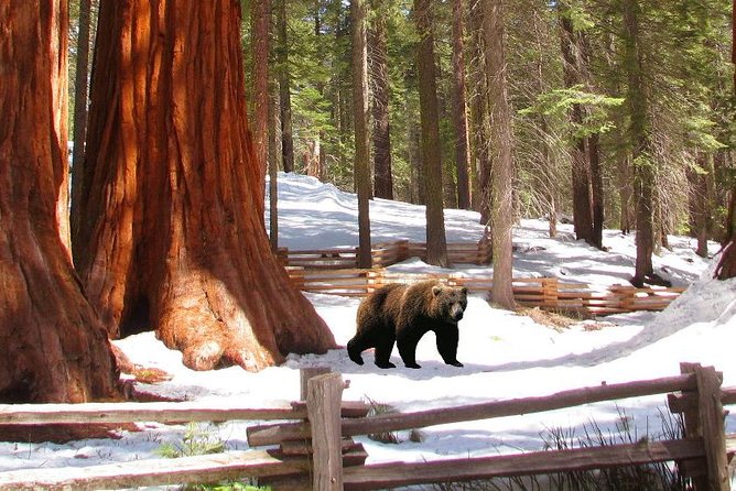 The Ultimate Yosemite & Lake Tahoe 4-Day Vacation Package With Hotel Included - Health and Accessibility Considerations