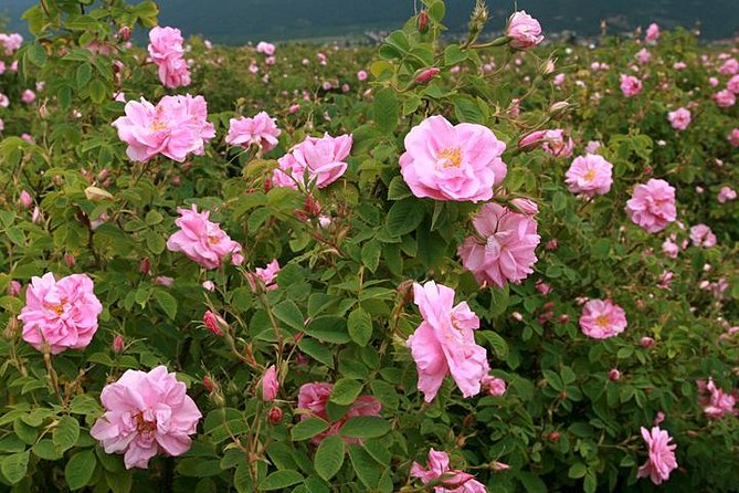 The Valley of the Roses and Koprivshtitsa - Thracian Tomb Exploration