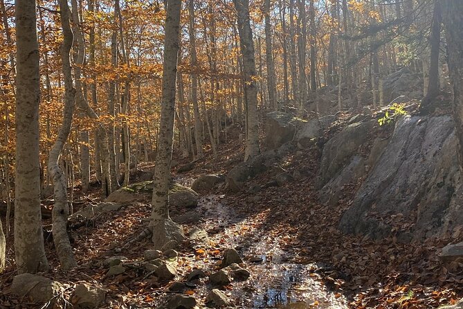 The Way Life Should Be: 4-hr, Private Guided Tour of Acadia NP. - Highlights of the Tour