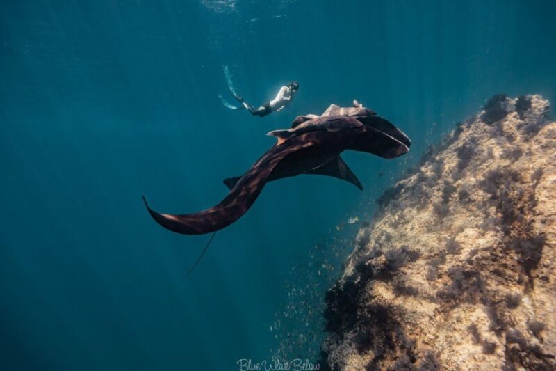 The Window: Manta Ray Dive at La Reina - Key Points
